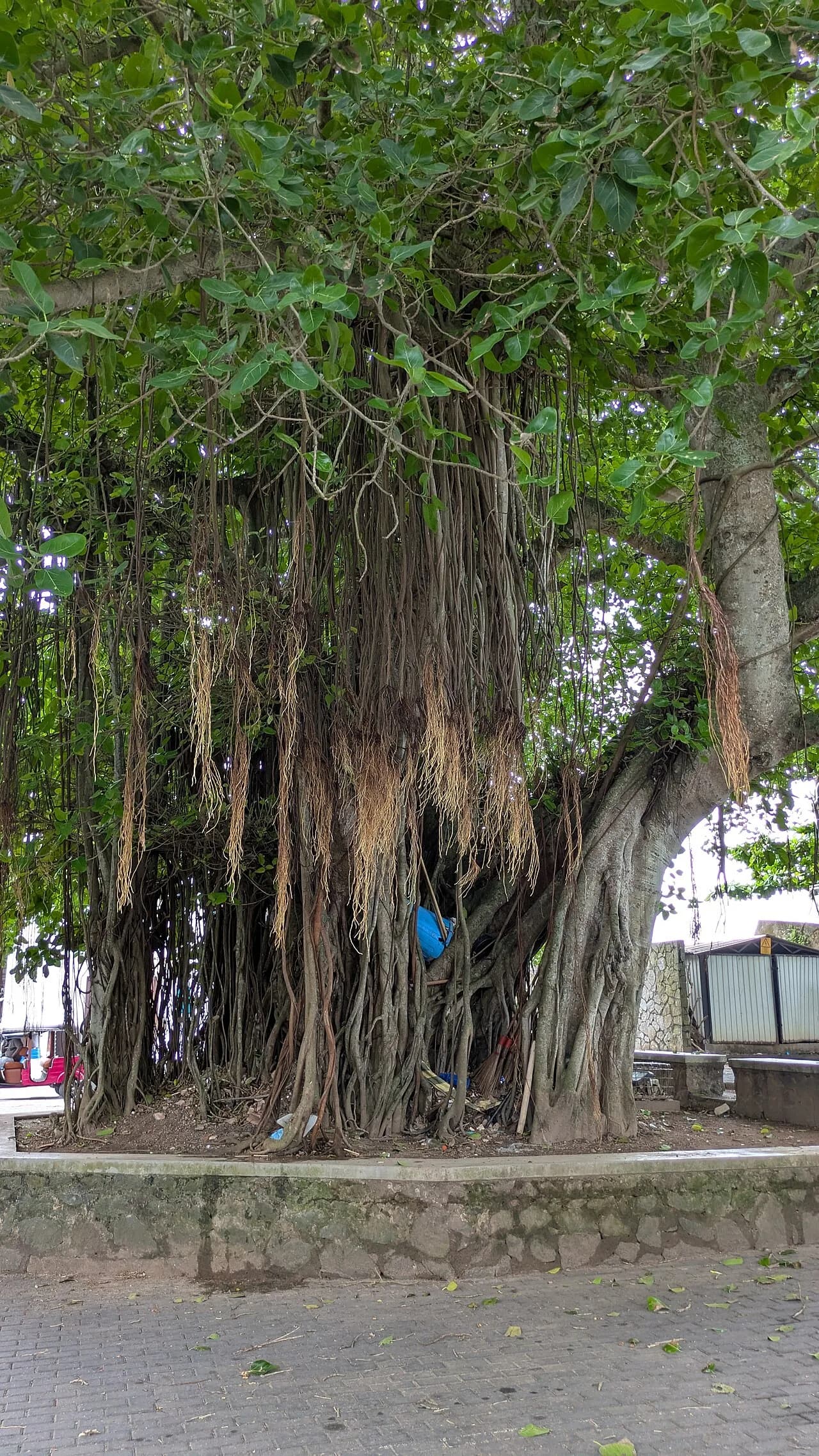 Galle - A tree preserved at Galle near the Dutch Fort