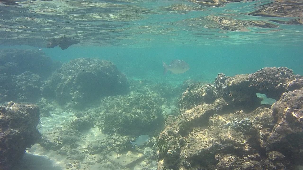 Hikkaduwa - The Hikkaduwa coral reef or National Park consists of a network of fringing reefs around the southern area of the island, specifically near the city o
