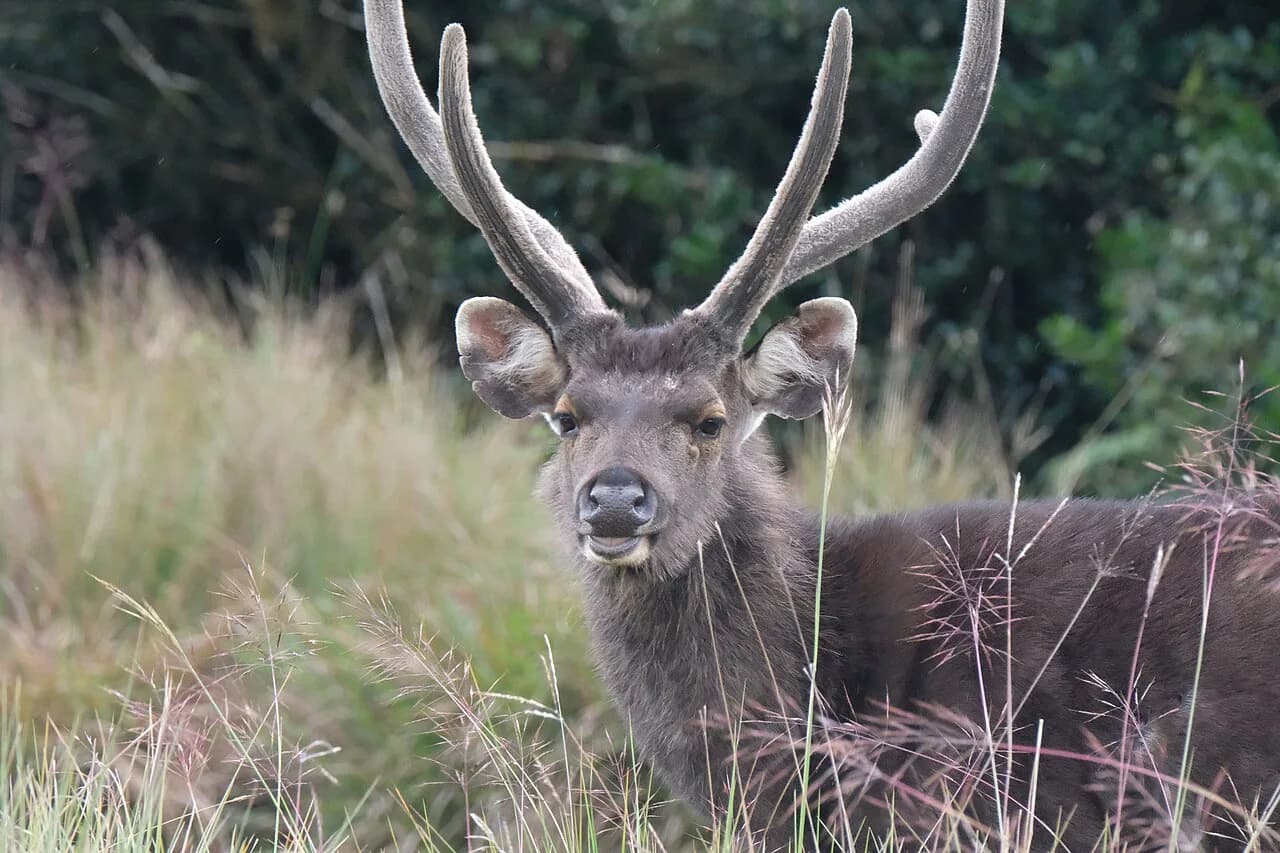 Horton Plains - During early morning and late afternoon it is not rare to see Sambar Deer grazing by the roadside, especially on less crowded days. Back-lighting rend