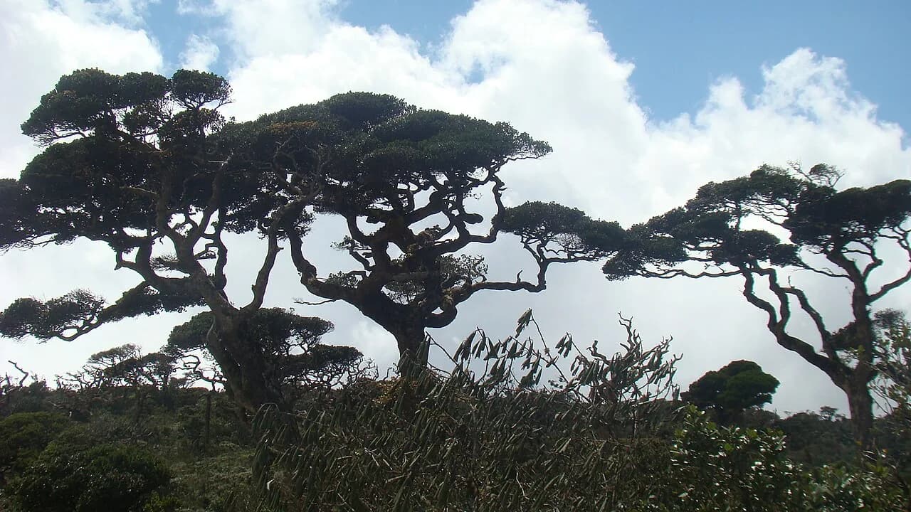 Horton Plains - Horton Plains National Park (Sinhala: මහ එළිය තැන්න) is a protected area in the central highlands of Sri Lanka and is covered by montane grassland and