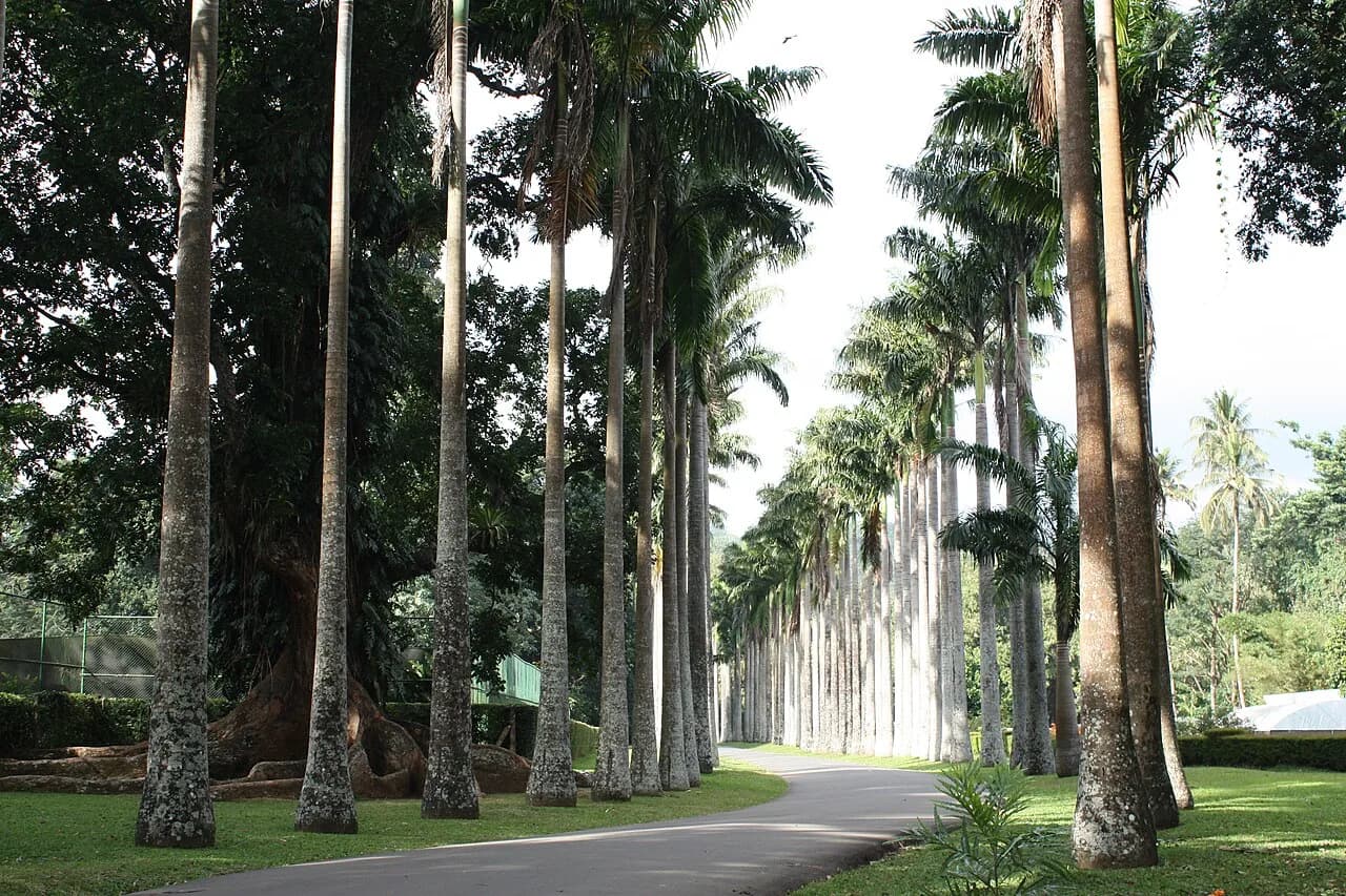 Kandy - Alley in Royal Botanic Gardens, Kandy,  Central Province of Sri Lanka.