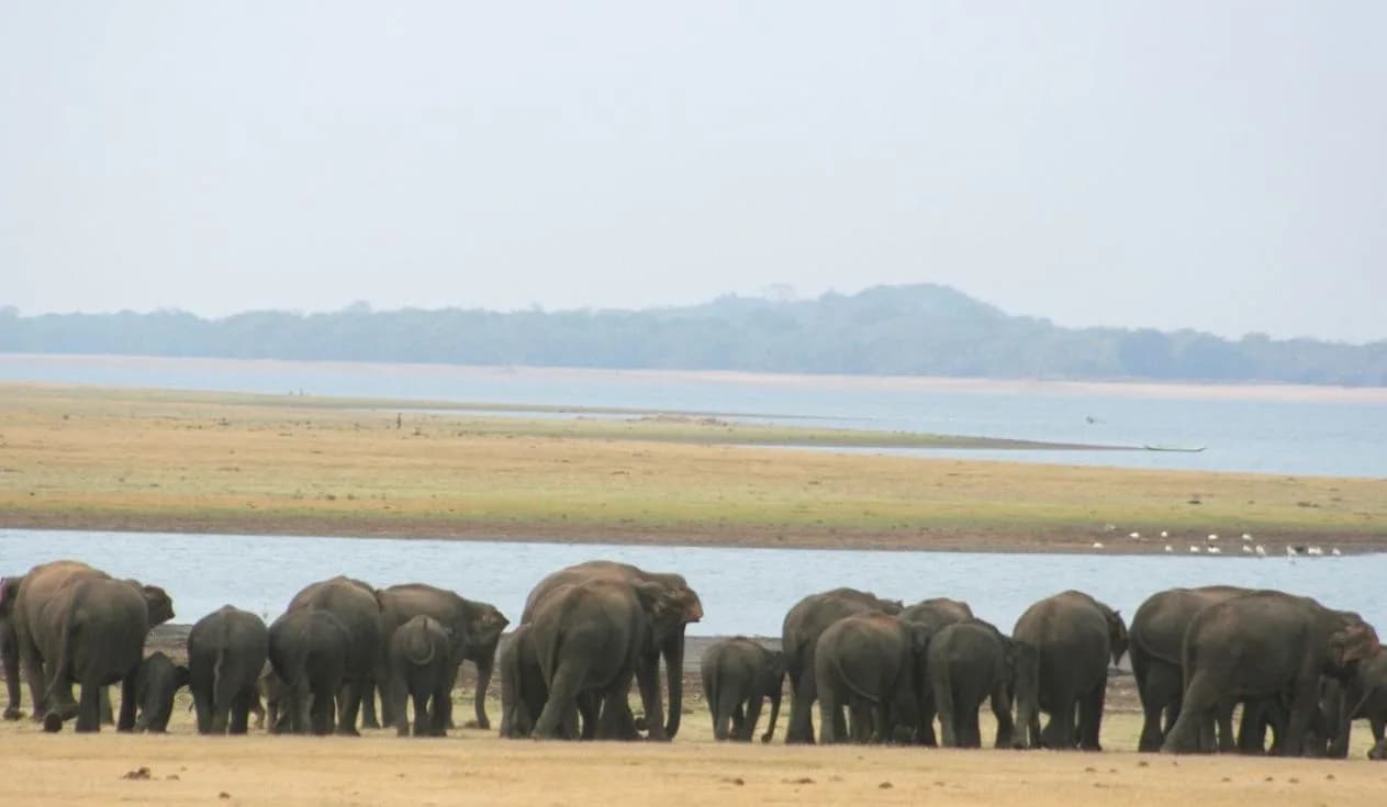 Minneriya National Park - Elephant gathering in Minneriya is one of the must see things in the bucket list of those planning on visiting Sri Lanka for safari, as the country ha