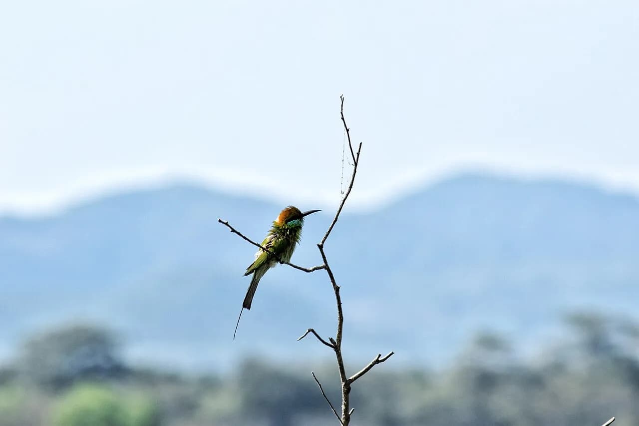 Minneriya National Park - A bee-eater nestles on a thin branch at Minneriya National Park, Sri Lanka.