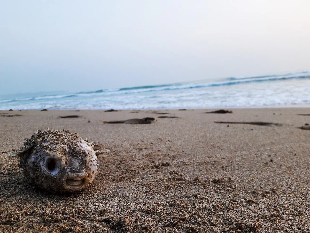 Nilaveli - Puffer fish (tetraodontidae) can be highly poisonous. It’s not much common to see them in Sri Lankan beaches. Pigeon Island National Park is situated 