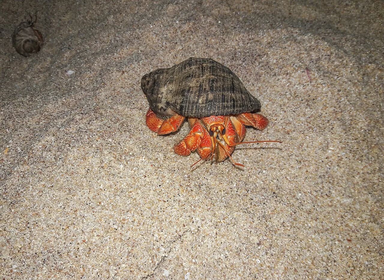 Nilaveli - Hermit crabs (Paguroidea) crawl at night on the sand on a tropical beach. They are nocturnal creatures, staying more active at night than during the d