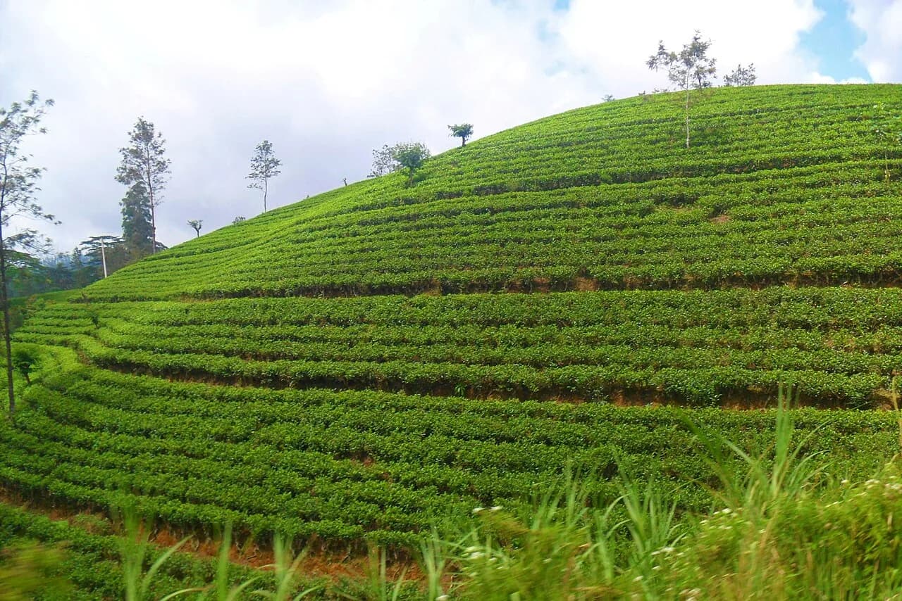 Nuwara Eliya - Tea estate near to Nanuoya in Nuwara Eliya, Sri lanka.