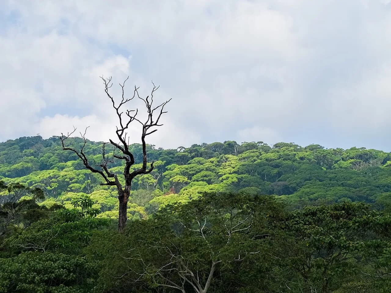Sinharaja Forest Reserve - View of rainforest canopy by The Rainforest Ecolodge which is situated on the edge of the Sinharaja Forest Reserve.
The Sinharaja Forest Reserve becam