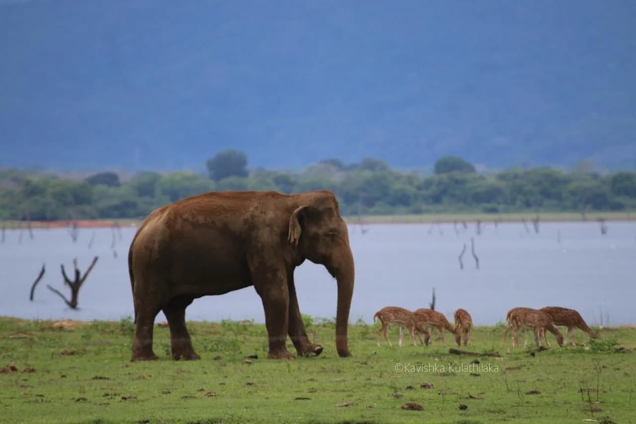 Udawalawe National Park - Udawalawe belongs to the southern dry-zone of Sri Lanka, which is the home to many species of Sri Lankan wildlife. It is the sixth-largest animal sanc