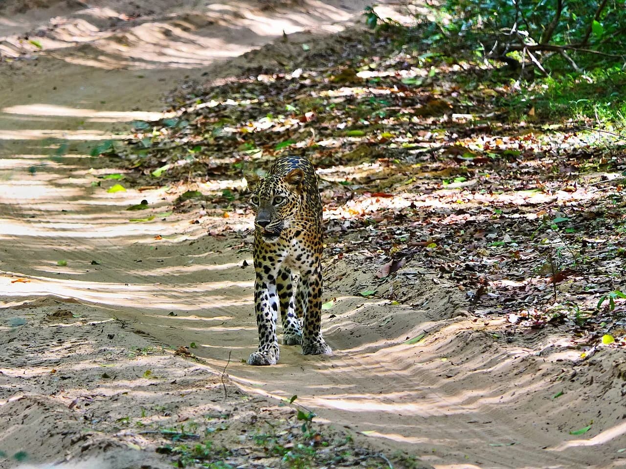 Wilpattu National Park - A Sri Lankan leopard (Panthera pardus kotiya) walking on a trail inside the wilpattu National Park , Sri Lanka.