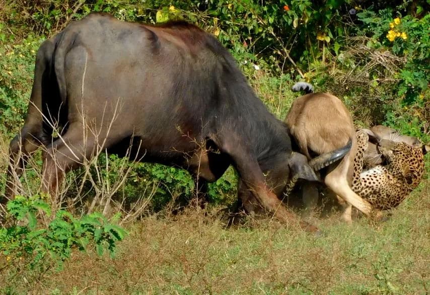 Yala National Park - Yala National Park