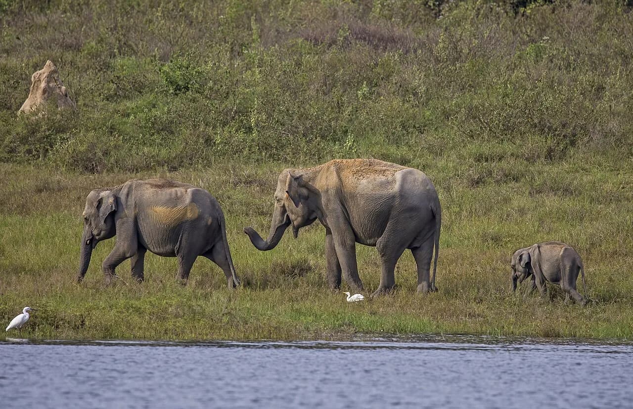 Yala National Park - Sri Lankan elephant (Elephas maximus maximus), Gal Oya Reservoir, Sri Lanka