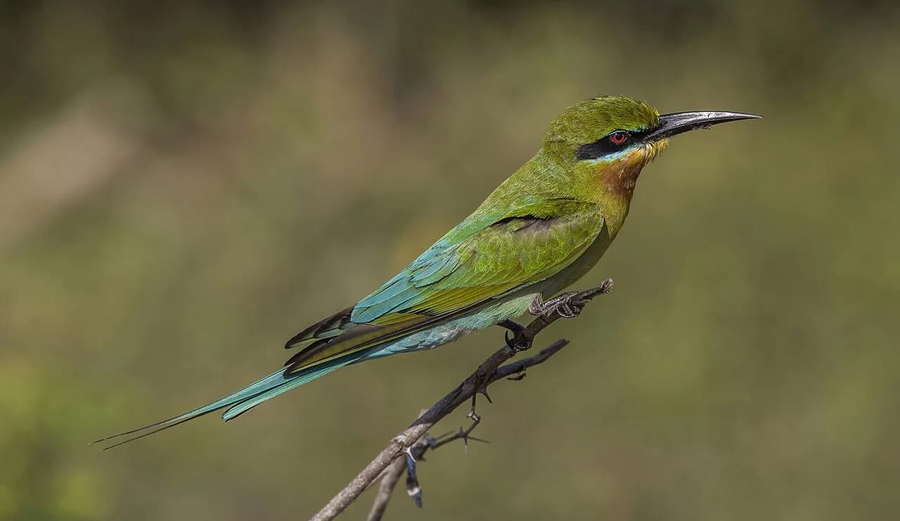 Yala National Park - Blue-tailed bee-eater (Merops philippinus), Yala National Park, Sri Lanka